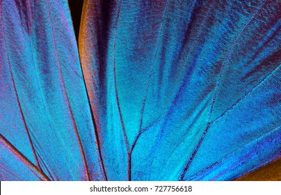 Wings of a butterfly Morpho texture background. Morpho butterfly