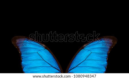 Wings of a butterfly Morpho texture background. Morpho butterfly. Copy spaces.