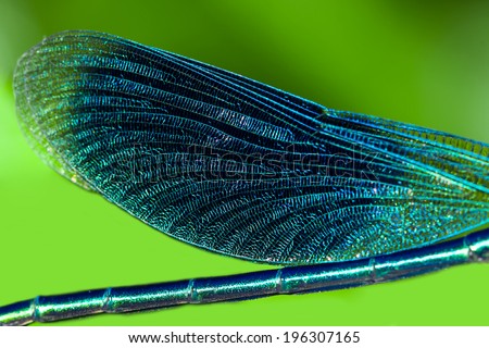 wings of a dragonfly close up macro