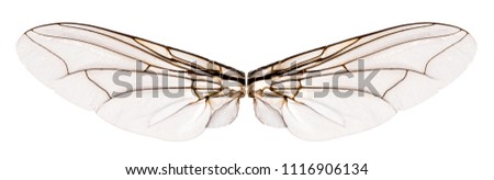 Wings flesh fly - Sarcophagidae. Isolated white  background
