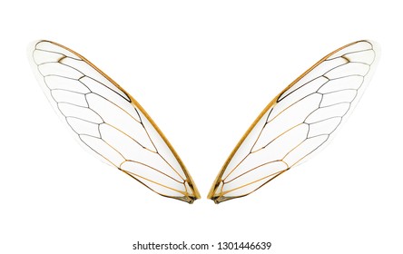 Wings Insect Isolated On White Background Stock Photo 625139531 ...