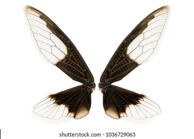 Insect Wings Images, Stock Photos & Vectors | Shutterstock