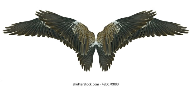 564 Eagle anatomy Stock Photos, Images & Photography | Shutterstock