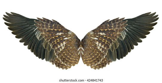 Vector Illustration Soaring Wings Isolated Handmade Stock Vector ...