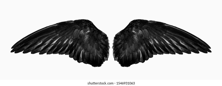 wings isolated on a white background