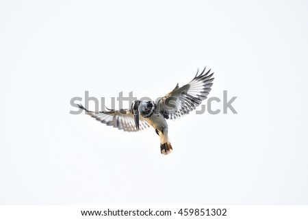 Similar – Image, Stock Photo White-fronted geese