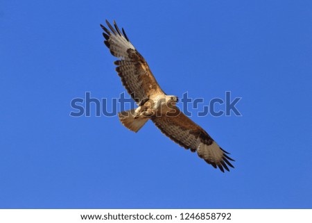 wings open long-legged buzzard 