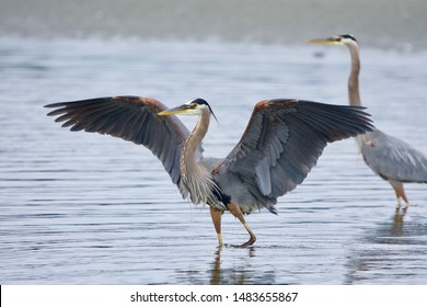 Wings spread, a male great blue heron shows off his plumage as he lands in a tide pool at Witty's Lagoon, Vancouver Island, British Columbia
