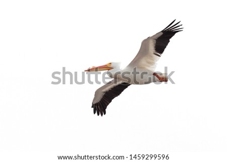 Wings spread wide open, an American white pelican drifts across a white background