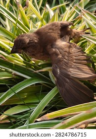 wingspan of a small bird