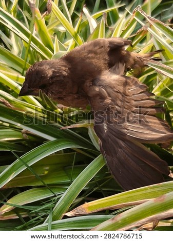 wingspan of a small bird