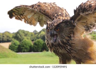 Wingspread Owl, Beak Open.