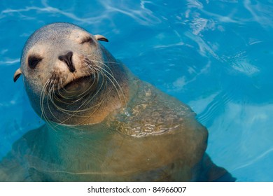 Winking California sea lion with copy space - Powered by Shutterstock