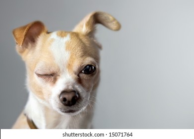 Winking Chihuahua Appears To Say Hello