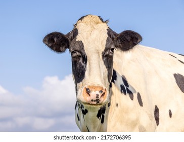 Winking Cow, Black And White Blink With One Closed Eye, Pink Nose, In Front Of  A Blue Sky.