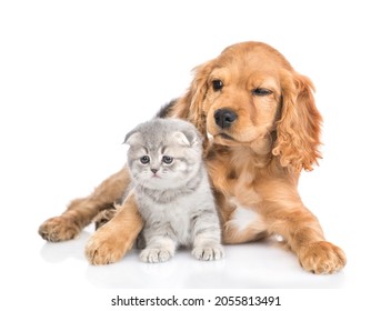 Winking English cocker spaniel puppy dog hugs tiny kitten. isolated on white background. - Shutterstock ID 2055813491