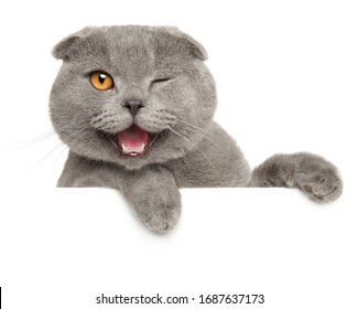 Winking Grey Cat Above Banner, Isolated On White Background