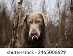 Winking labrador retriever dog standing in front of a spiderweb with his tongue sticking out