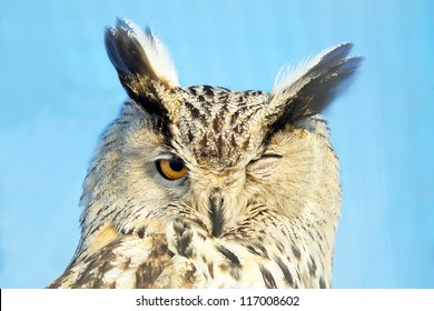 Winking Owl Against The Sky