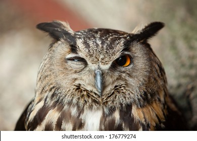 Winking Owl, Sleepy Owl