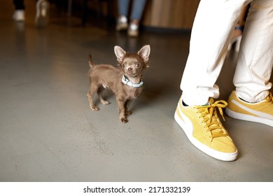 Winking Russian Toy Terrier Puppy