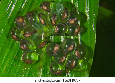 Winkled Frog or Nictybatrachus eggs with live tadpoles inside it