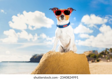 winner dog on sand mountain top above everyone looking very cool - Shutterstock ID 2340824991