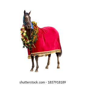 the winning horse in a red stole and a wreath of beautiful flowers around his neck isolated on a white background