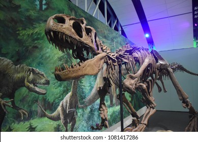 Winnipeg, Manitoba / Canada - August 20, 2017: Dinosaur exhibit showing dinosaur fossil at the Manitoba Museum