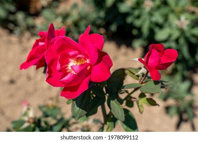 'Winnipeg Parks' rose flowers in field, Ontario, Canada. 
Scientific name: Rosa 'Winnipeg Parks'
