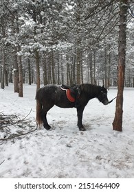 Winnter In Zlatibor With Hores