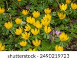 winter aconite or Eranthis hyemalis