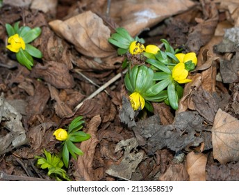 The Winter Aconite is one of the first flowers  to push through the carpet of leaves and flower in late winter. They were introduced to UK in the 15th Century from southern Europe
