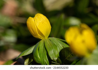 Winter aconite. This wonderful flower forms a yellow carpet in the spring parks. Gothenburg spring 2022