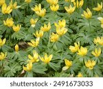 Winter aconites [Eranthis hyemalis] in the botanical garden Rostock (Germany)