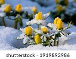 Winter Aconites Eranthis hyemalis in flower in a garden in February in the snow, North Yorkshire, England, United Kingdom