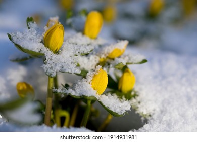 Winter Aconites Eranthis Hyemalis In Flower In A Garden In February In The Snow, North Yorkshire, England, United Kingdom