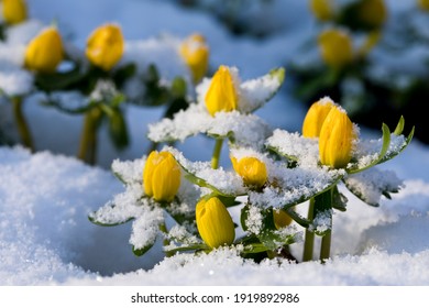 Winter Aconites Eranthis Hyemalis In Flower In A Garden In February In The Snow, North Yorkshire, England, United Kingdom