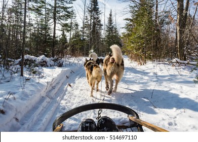 Winter Adventure In Quebec: A Dog Sledge Expedition