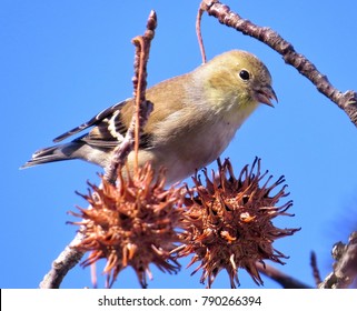 Winter American Goldfinch On Tree Branch Of Sweet Gum In Suburban New Jersey
