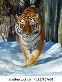 In winter Amur Siberian tiger is a Panthera tigris tigris population in the Far East, particularly the Russian Far East and Northeast China