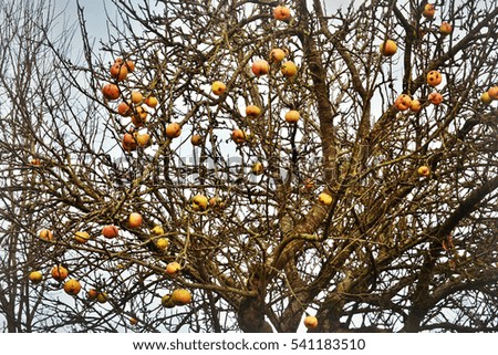winter apple Fruit Apple
