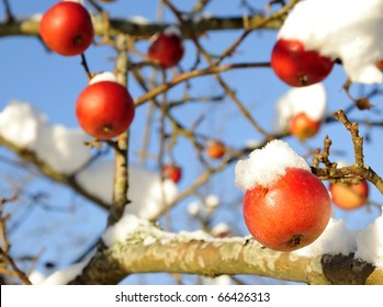 Winter Apples Tree