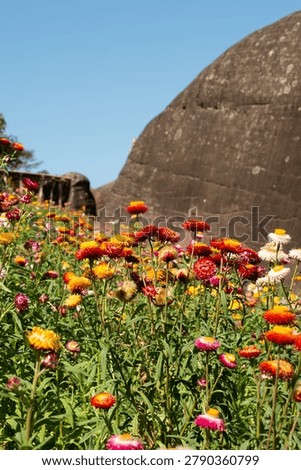As winter approaches, a certain type of flower begins to bloom and is popularly placed in vases.