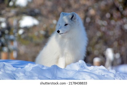 In winter arctic fox (Vulpes lagopus), also known as the white, polar or snow fox, is a small fox native to the Arctic regions of the Northern Hemisphere and common throughout the Arctic tundra biome - Shutterstock ID 2178438833