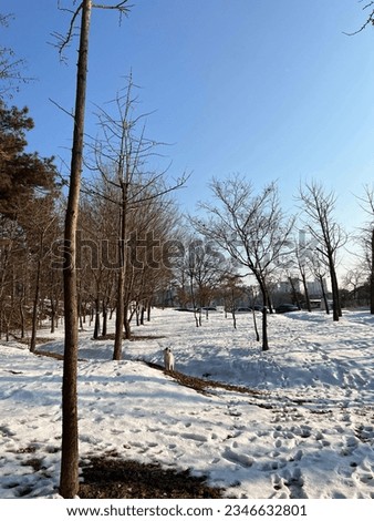 Similar – Image, Stock Photo snow from yesterday Snow