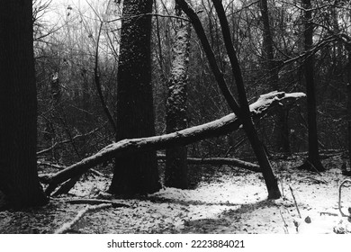 Winter Atmospheric Black Metal Forest, Dark Horror Atmosphere 