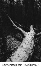 Winter Atmospheric Black Metal Forest, Dark Horror Atmosphere 