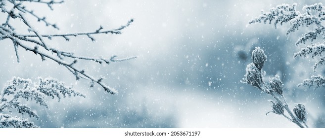 Winter atmospheric landscape with frost-covered dry plants during snowfall. Winter Christmas background