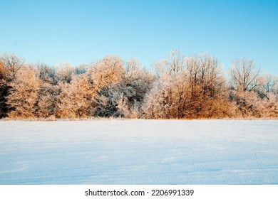 Winter atmospheric landscape with frost-covered dry plants during snowfall. Winter Christmas background. High quality photo - Shutterstock ID 2206991339